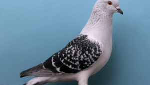 Google pigeon Update 2014