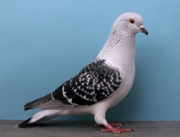 Google pigeon Update 2014