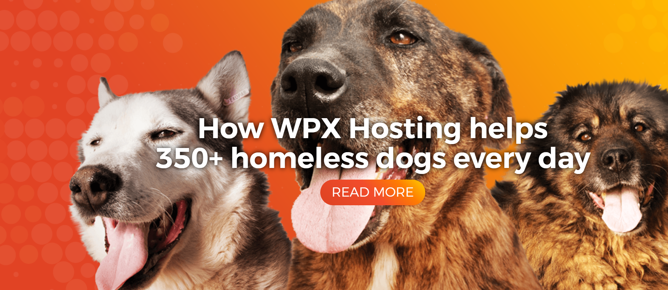 WPX Hosting pricing