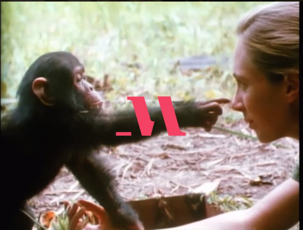 Dr-Jane-Goodall-Teaches-Conservation-MasterClass - Chimpanzee behavior 