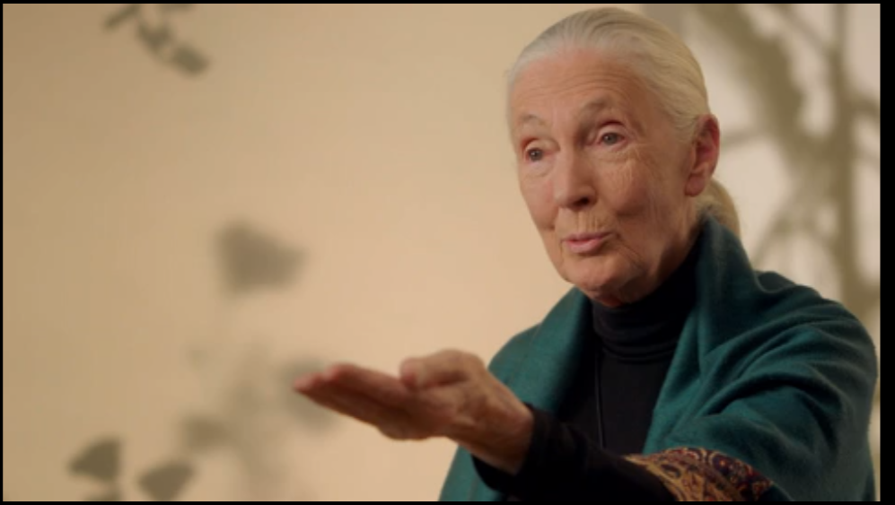 Jane Goodall Masterclass Review